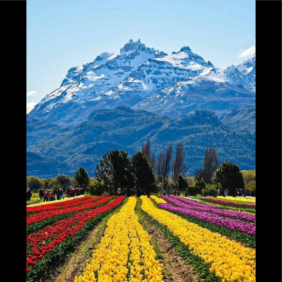 Meet your Posher, Rosa - Picture 1 of 1